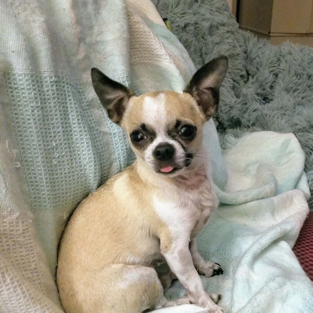 Looking for clothes that would fit my 4lb chi